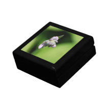 Hosta Buds  Gift Box