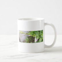 Hosta Buds Mugs