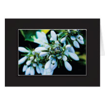 Hosta Buds Note Card