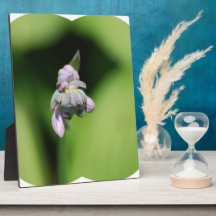 Hosta Buds  Plaque