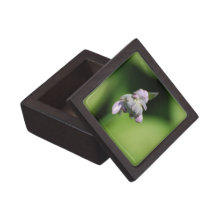 Hosta Buds Premium Gift Box