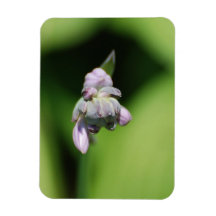 Hosta Buds  Premium Magnet