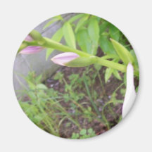 Hosta Buds Refrigerator Magnets