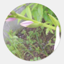 Hosta Buds Round Sticker