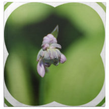 Hosta Buds  Set of Four Napkins