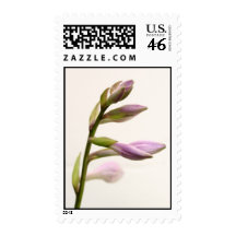 Hosta Buds Stamp