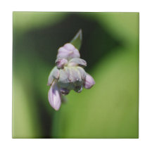 Hosta Buds  Tile