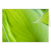 hosta cards by photocatseyes hosta cards