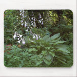 Hosta “EarthDayContest2007”  mousepads