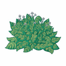 Hosta