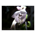 Hosta Flower01 posters by Sarahsmile Hosta Flower01 posters
