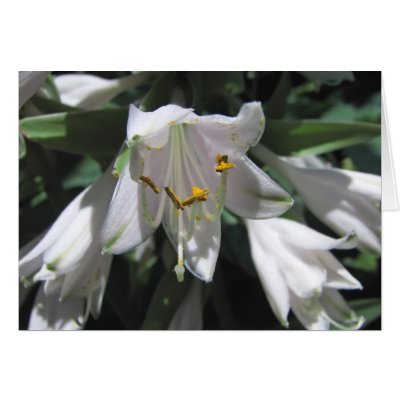Hosta Flower Card by mlane53