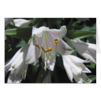 Hosta Flower cards by mlane53 Hosta Flower cards