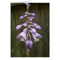 Hosta Flower cards by minx267 Hosta Flower cards