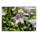 Hosta Flower Card by MyBackyard Hosta Flower Card