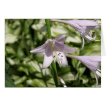 Hosta Flower Card by MyBackyard Hosta Flower Card