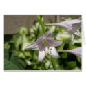 Hosta Flower Card by MyBackyard Hosta Flower Card