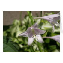 Hosta Flower Card by MyBackyard Hosta Flower Card