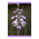 Hosta Flower posters by minx267 Hosta Flower posters