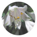 Hosta Flower stickers by mlane53 Hosta Flower stickers