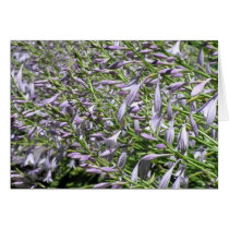 Hosta Flowers cards by cliffordphotos Hosta Flowers cards