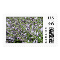 Hosta Flowers postage by cliffordphotos Hosta Flowers postage