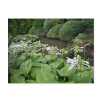 Hosta in a Zen Garden #2 Postcards