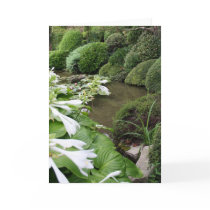 Hosta in a Zen Garden Greeting Cards