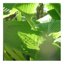 Hosta in Sunlight poster posters