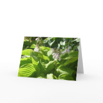 hosta interpreting sunlight cards
