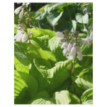 hosta interpreting sunlight flyers by Talks_to_Plants hosta interpreting sunlight flyers