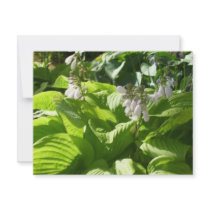 hosta interpreting sunlight invitations by Talks_to_Plants hosta interpreting sunlight invitations