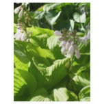 hosta interpreting sunlight customized letterhead