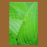 Hosta Leaves and Droplets Photography Print photography