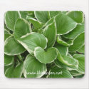 hosta mousepads
