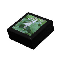 Hosta Plant Gift Box