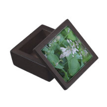 Hosta Plant Premium Gift Box