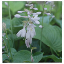 Hosta Plant Set of Four Napkins