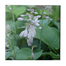 Hosta Plant Tile
