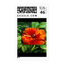 Hosta poppy collage postage