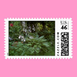 Hosta postage