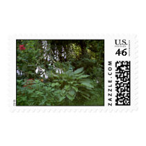 Hosta postage