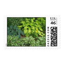Hosta postage
