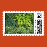 postage, grannyjune, hosta, plants, perennials,