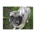 Hosta Pug postcards by flowingcreek Hosta Pug postcards