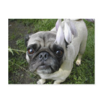 Hosta Pug postcards by flowingcreek Hosta Pug postcards