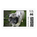 Hosta Pug Stamp by flowingcreek Hosta Pug Stamp