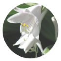 Hosta Stickers by mlane53 Hosta Stickers