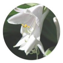 Hosta Stickers by mlane53 Hosta Stickers