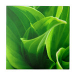 Hosta Tile